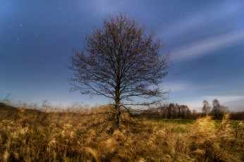 Картинка природа деревья простор