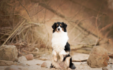 Картинка животные собаки взгляд собака фон