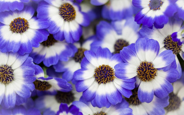 Картинка цветы цинерария синий