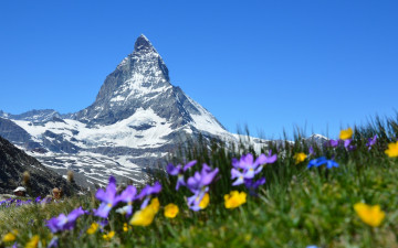 Картинка природа горы трава цветы луга небо снег гора