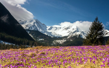 Картинка природа луга весна крокусы