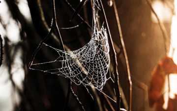 Картинка природа макро паутина