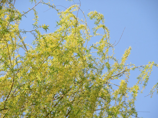 Обои картинки фото природа, деревья, весна, 2018