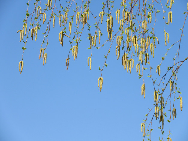 Обои картинки фото природа, макро, весна, 2018