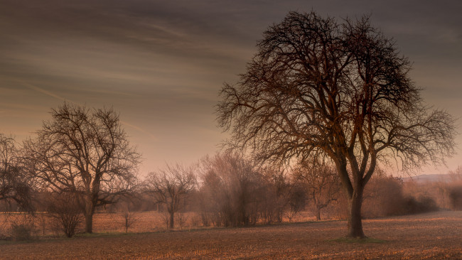 Обои картинки фото природа, деревья, простор