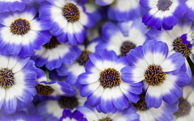 Обои картинки фото цветы, цинерария, синий