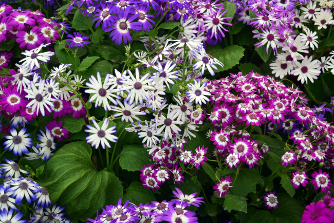 Обои картинки фото цветы, цинерария, разноцветные