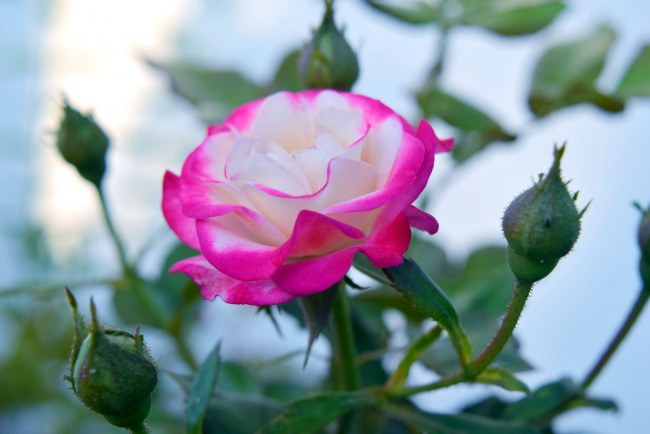 Обои картинки фото цветы, розы, бутон