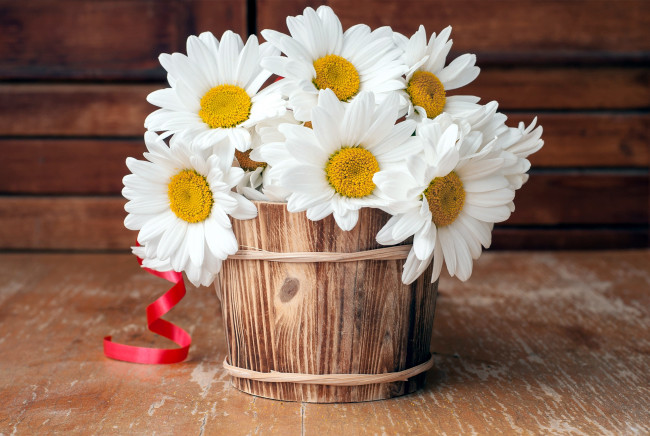 Обои картинки фото цветы, ромашки, белый