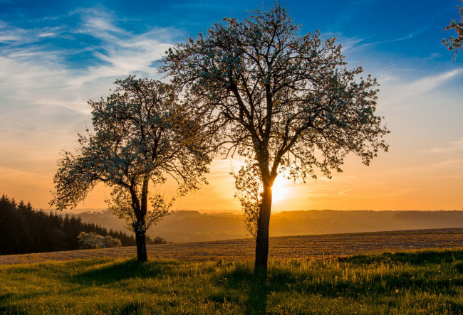 Обои картинки фото природа, деревья, простор