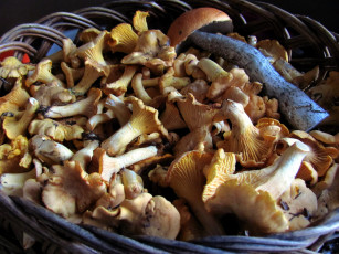 Картинка еда грибы +грибные+блюда лисички