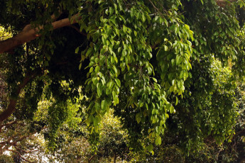 Картинка природа деревья листва зеленая