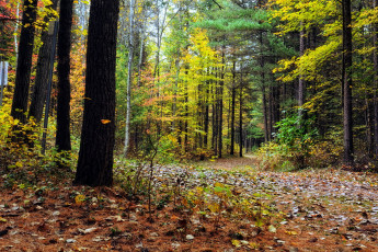 Картинка природа лес листопад осень