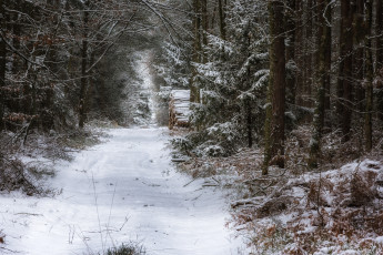 Картинка природа лес простор