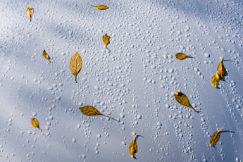 Картинка природа листья капли вода