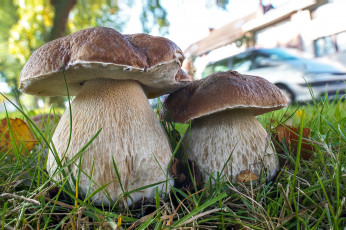 Картинка природа грибы простор