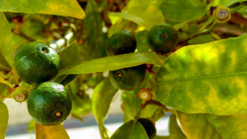 Картинка природа плоды лаймы