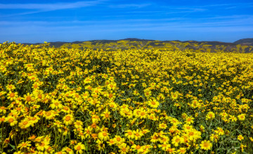 Картинка природа луга луг цветущий