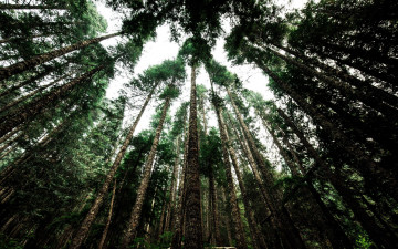 Картинка природа деревья сосны