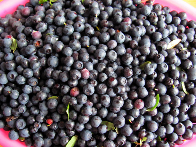 Обои картинки фото еда, голубика,  черника, черника