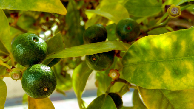 Обои картинки фото природа, плоды, лаймы