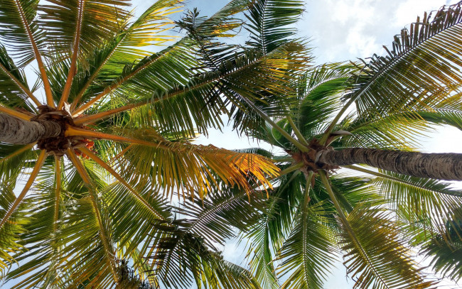 Обои картинки фото природа, деревья, пальмы