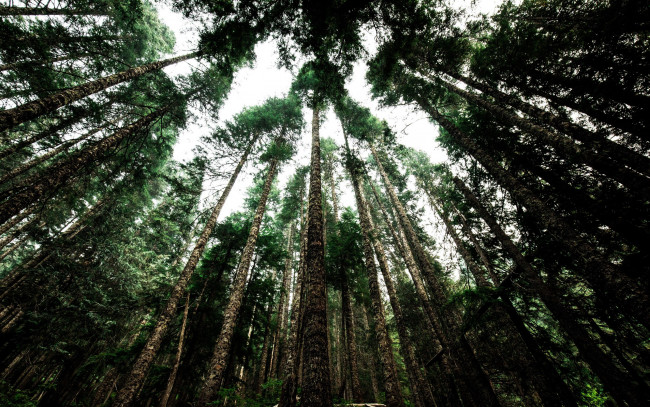 Обои картинки фото природа, деревья, сосны