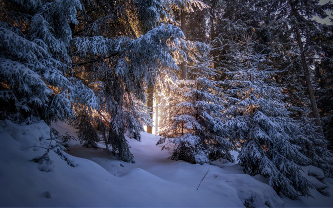 Обои картинки фото природа, зима, снег, лес