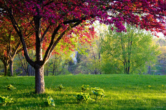 Обои картинки фото природа, парк, деревья