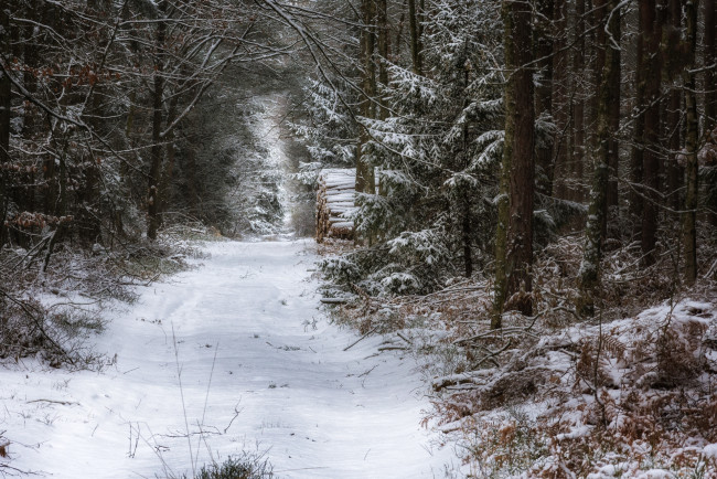 Обои картинки фото природа, лес, простор