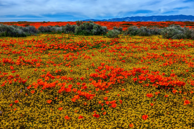 Обои картинки фото природа, луга, луг, цветущий