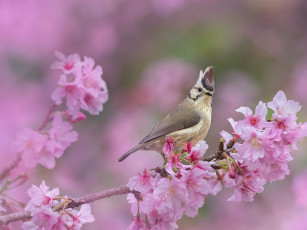 Картинка животные птицы птица