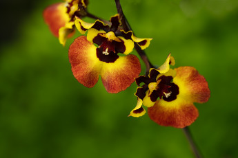 Картинка цветы орхидеи