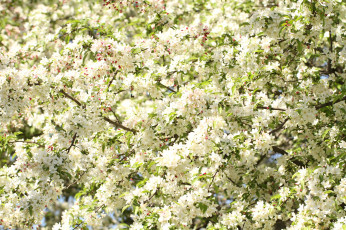 Картинка цветы цветущие+деревья+ +кустарники весна