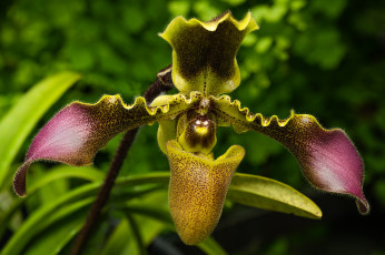 Картинка цветы орхидеи орхидея