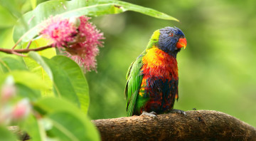 Картинка животные попугаи птица