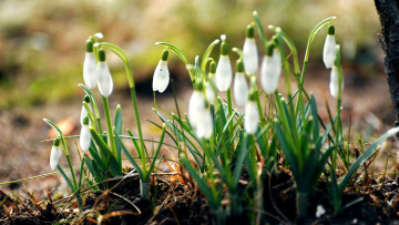 обоя цветы, подснежники,  белоцветники,  пролески