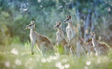 Картинка животные кенгуру