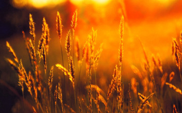 Картинка природа поля поле колосья