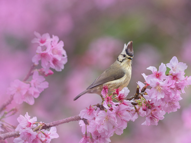 Обои картинки фото животные, птицы, птица