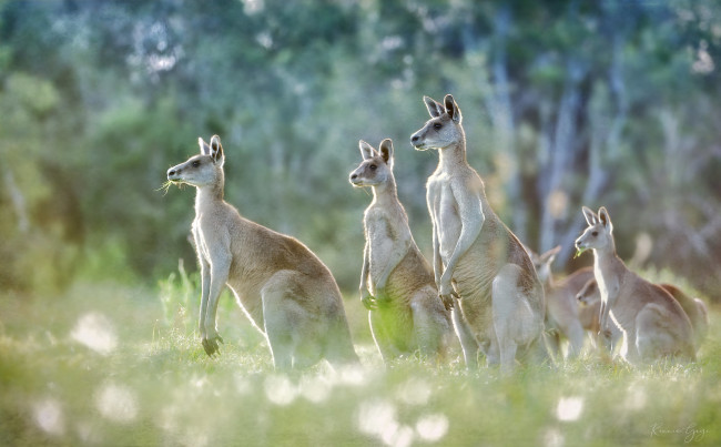 Обои картинки фото животные, кенгуру