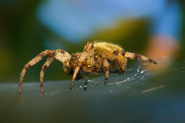 Обои картинки фото животные, пауки, паук