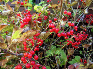 обоя природа, ягоды, листья, осень, алые