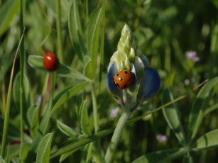Картинка bluebonnetladies животные божьи коровки