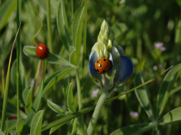 Обои картинки фото bluebonnetladies, животные, божьи, коровки