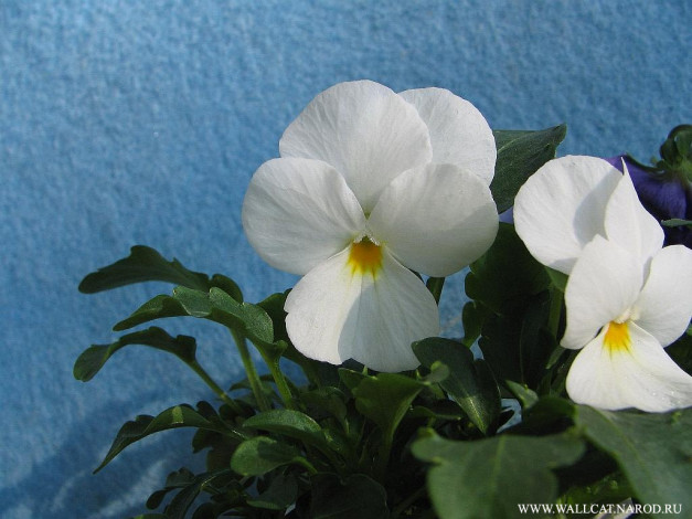 Обои картинки фото цветы, анютины, глазки, садовые, фиалки