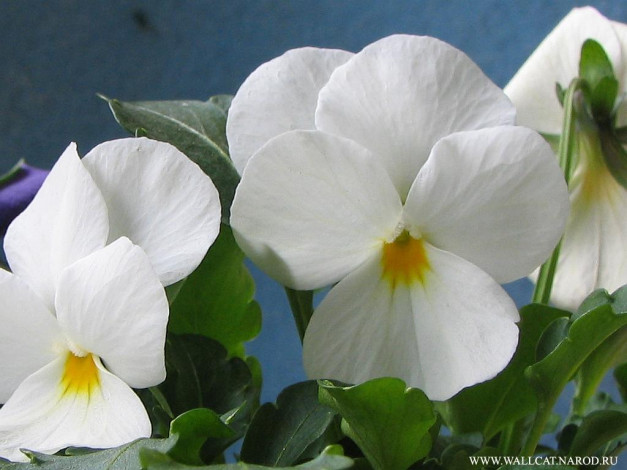 Обои картинки фото цветы, анютины, глазки, садовые, фиалки