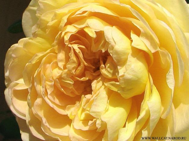 Обои картинки фото цветы, розы