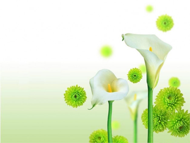 Обои картинки фото цветы, каллы