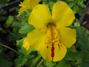 Картинка цветы